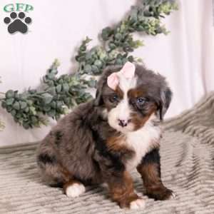 Bubbles, Bernedoodle Puppy
